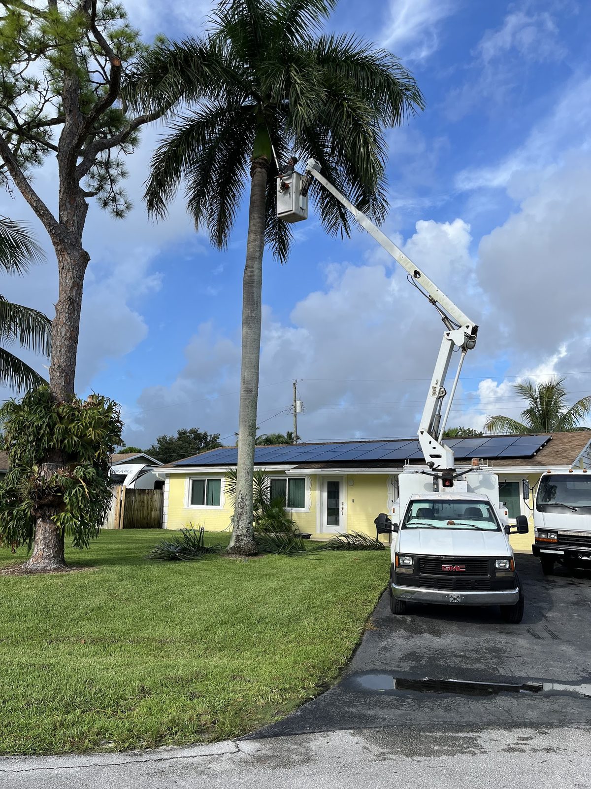 Bucket truck working the front-yard palms
