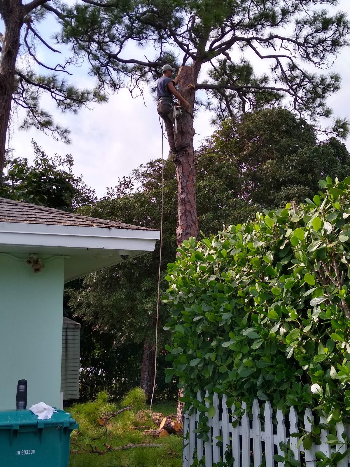 Hedge and canopy line by the house