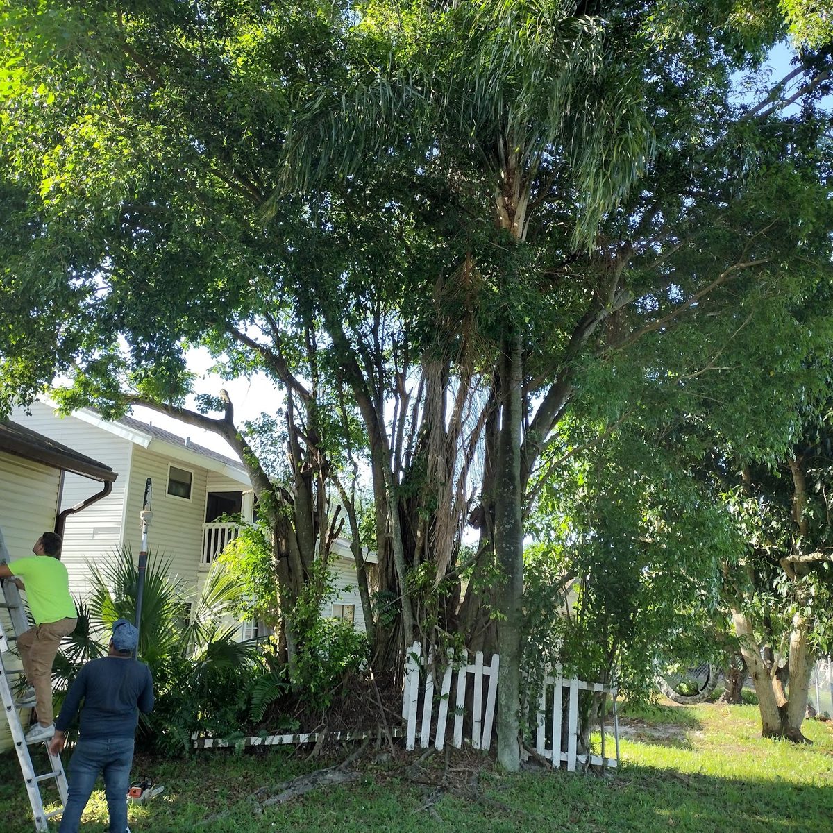 Overgrown ficus before shaping