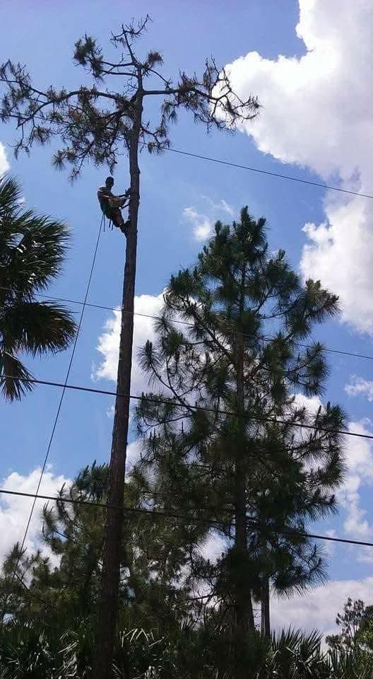 Slash pine trimmed against the powerlines