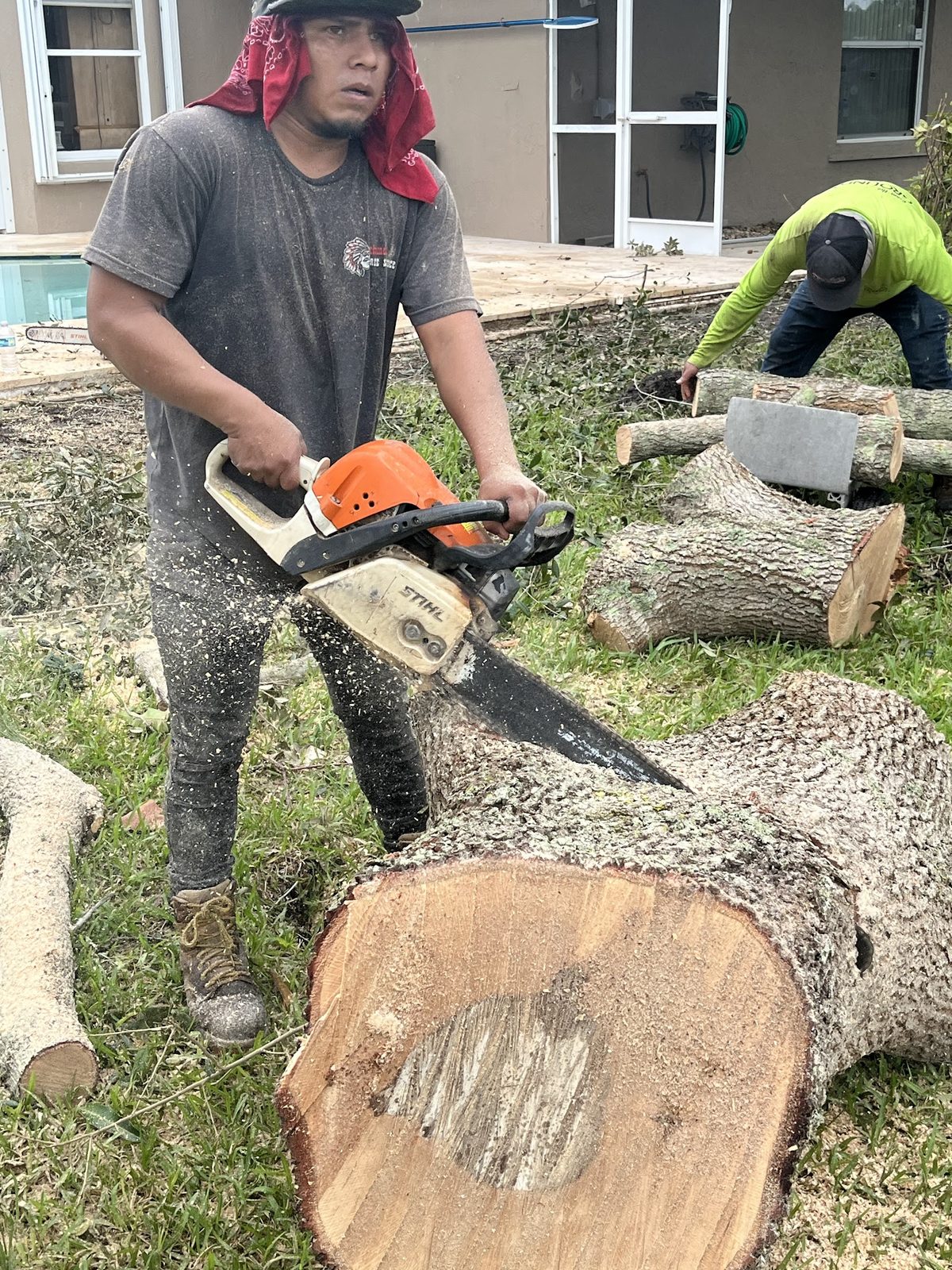 Bucking a big trunk into rounds