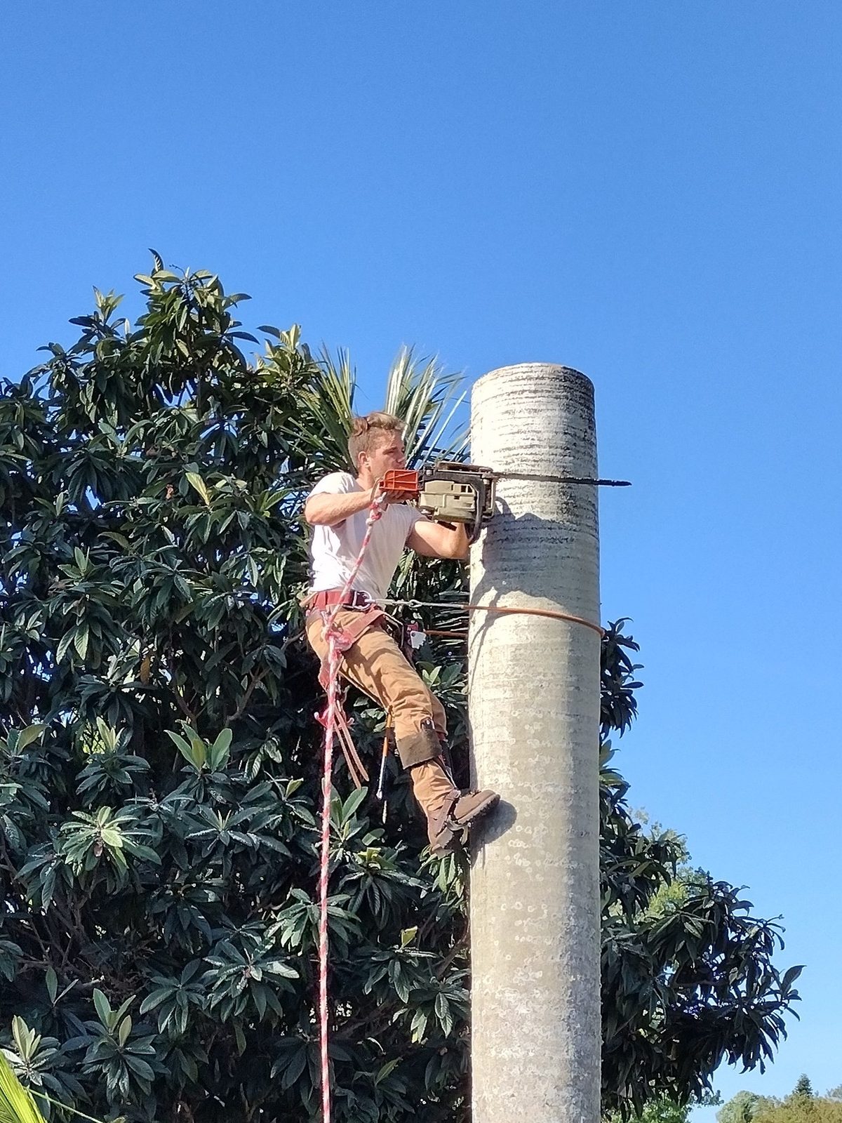 Climber topping out a tall palm