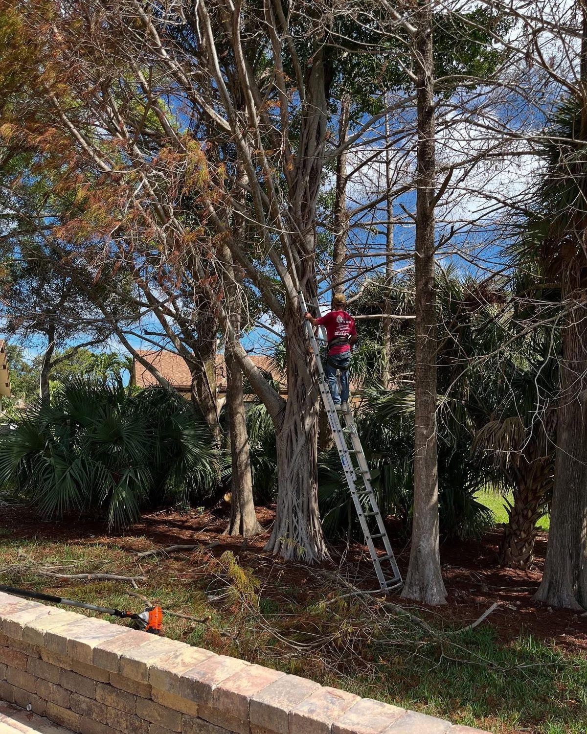 Ladder work in the cypress line