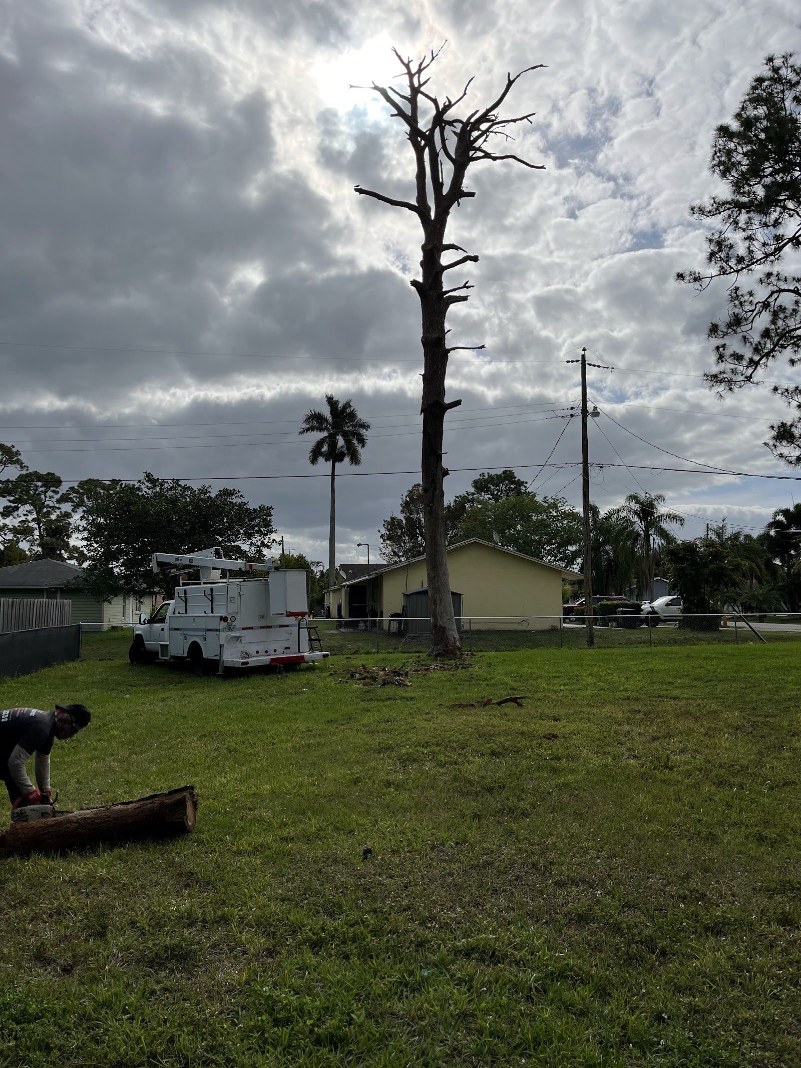 Emergency Tree Service