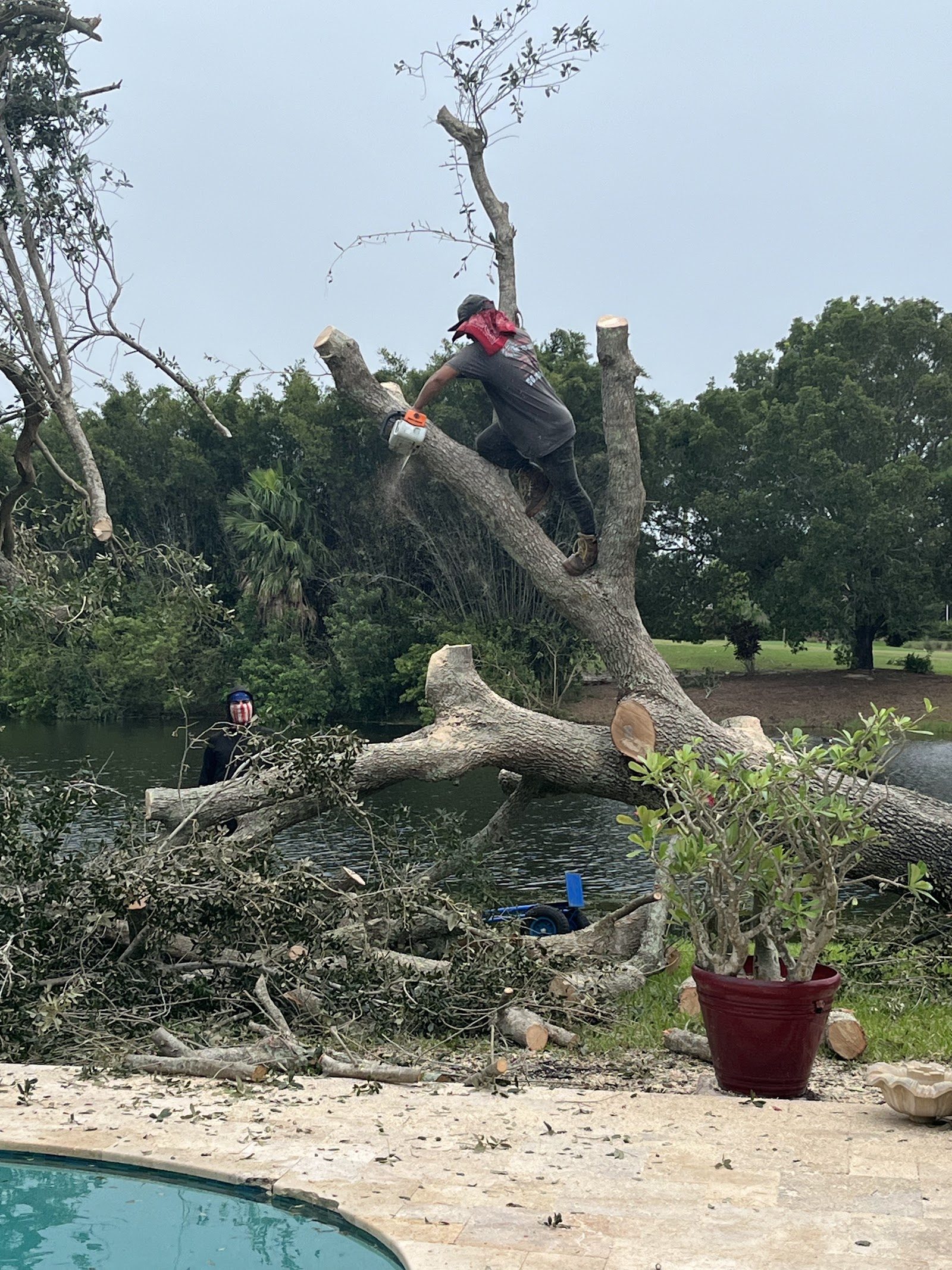 Tree Removal