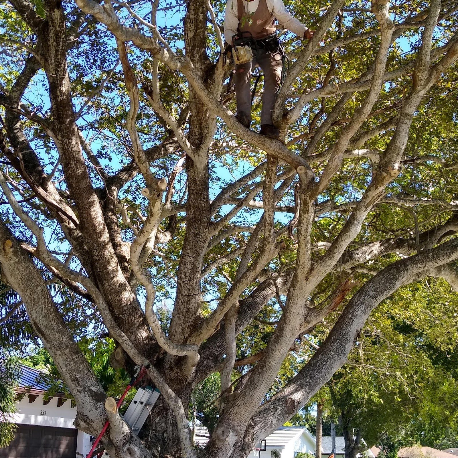 Tree Trimming & Pruning